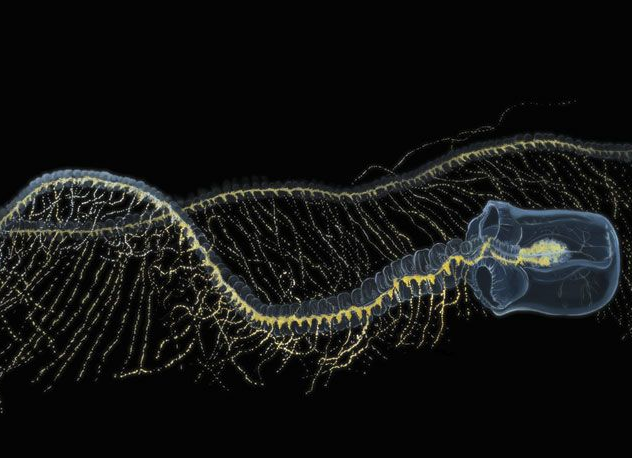 giant siphonophore